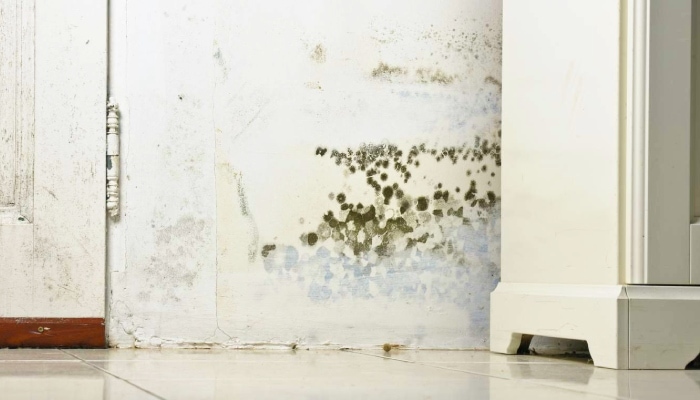 Water seepage cause mold in the home