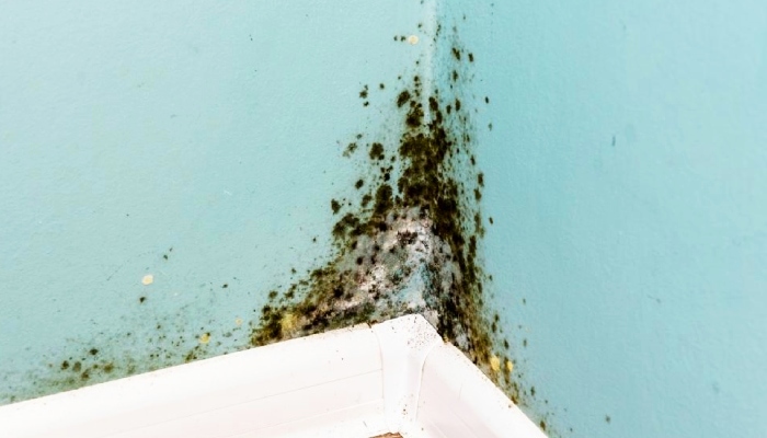 How water seepage leads to mold